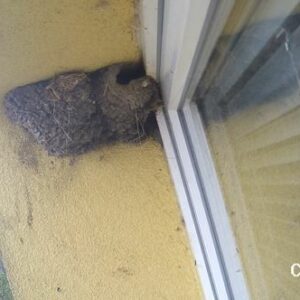 ŽIVĚ: Hnízdění jiřiček na budově školy